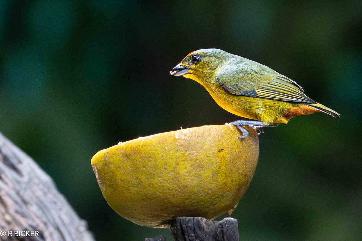 Olive-backed Euphonia - ML615715091