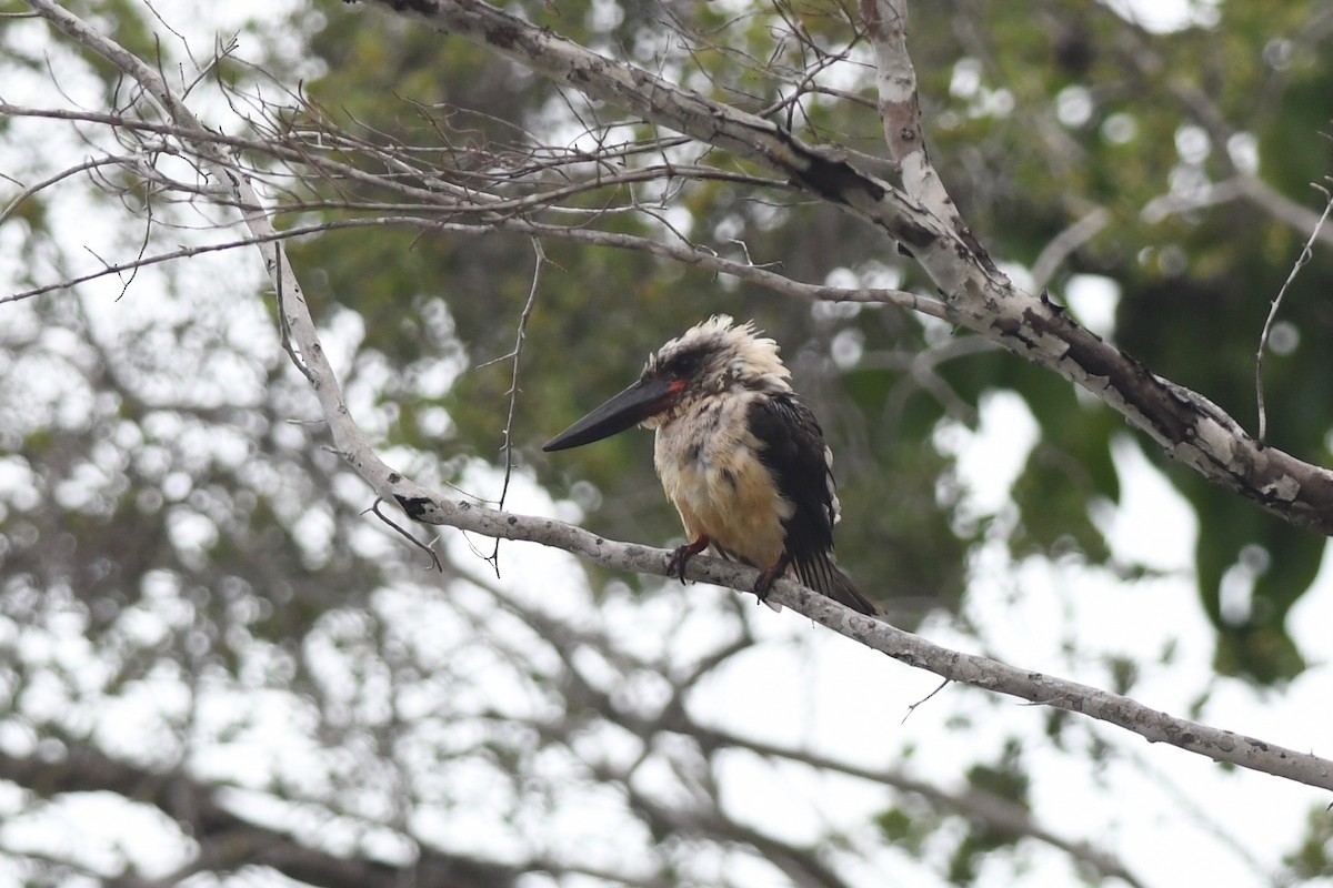 Great-billed Kingfisher - ML615715097