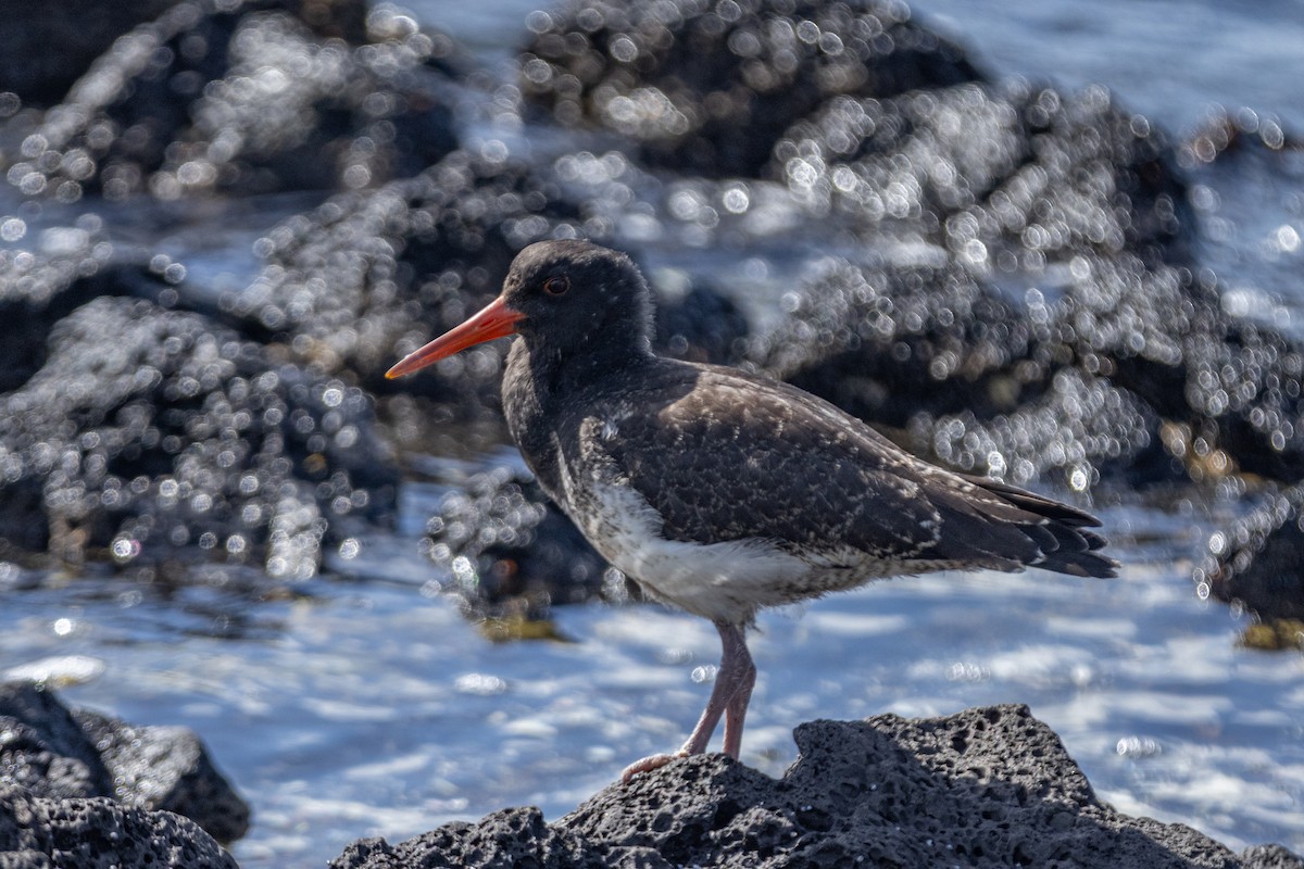 Neuseeland-Austernfischer - ML615715577