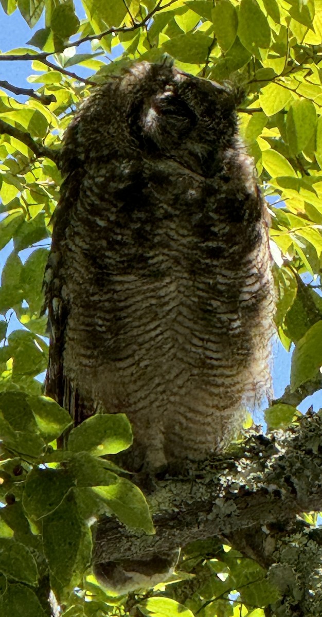 Spotted Eagle-Owl - Musa Murawih