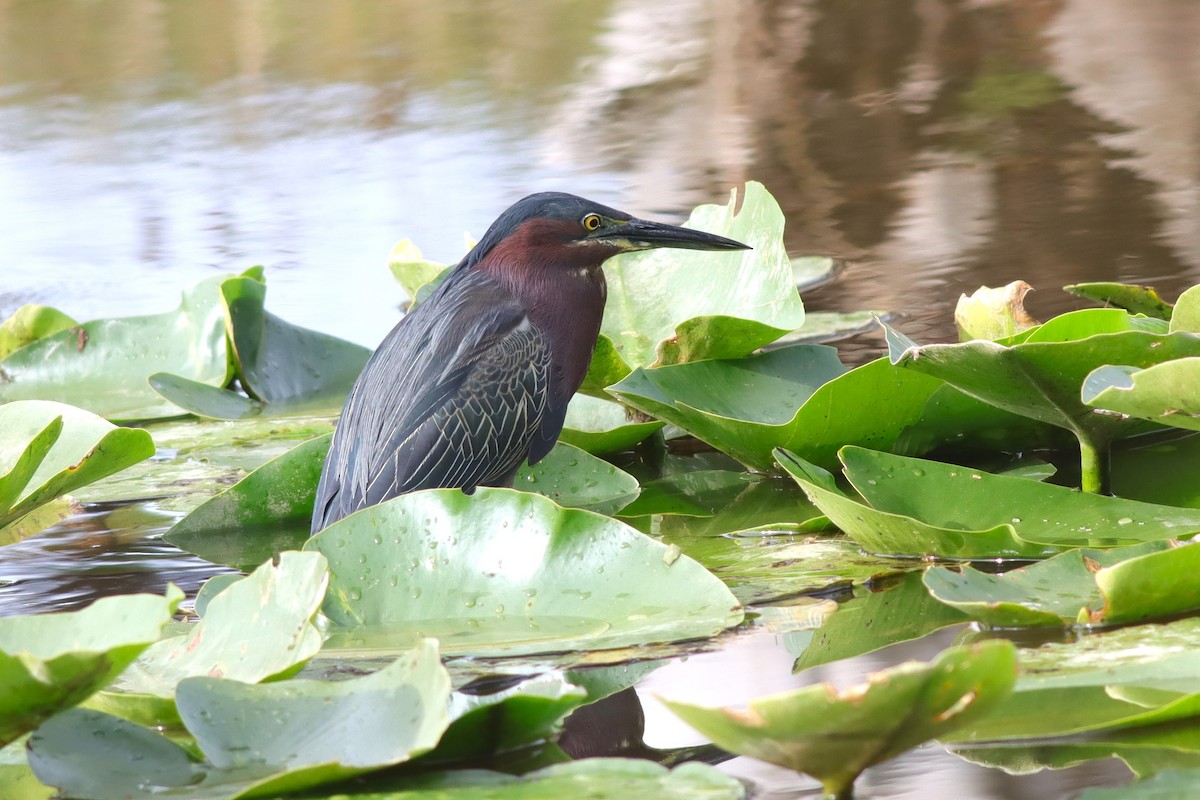 Green Heron - ML615715615