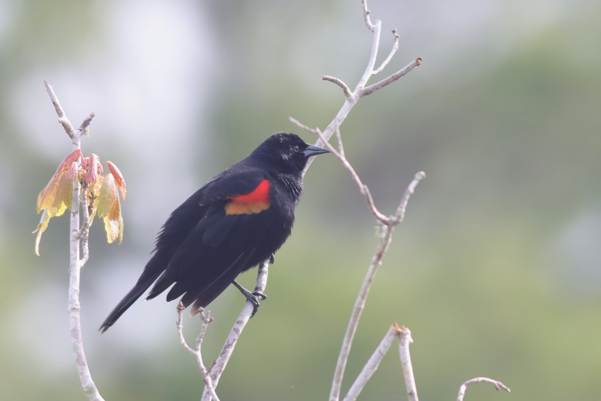 Red-winged Blackbird - Margaret Viens