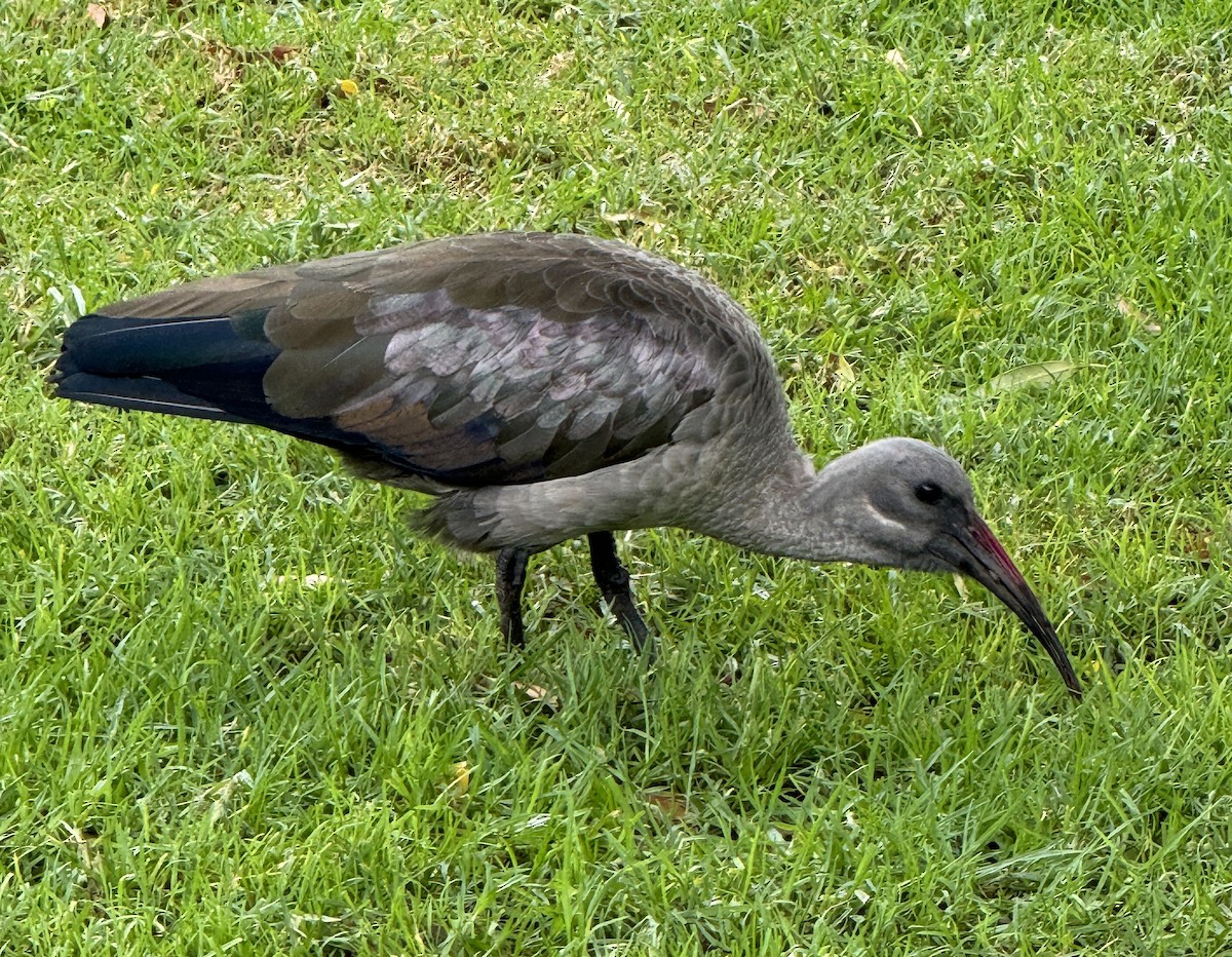 Hadada Ibis - ML615715645