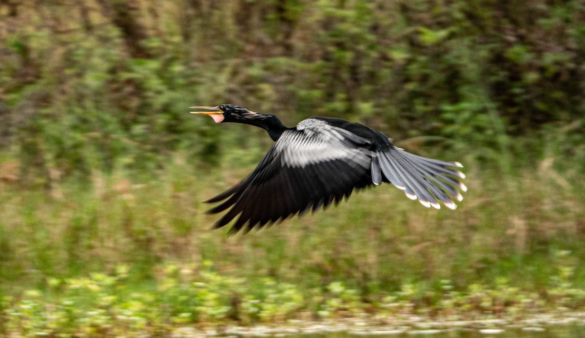 Anhinga Americana - ML615715652