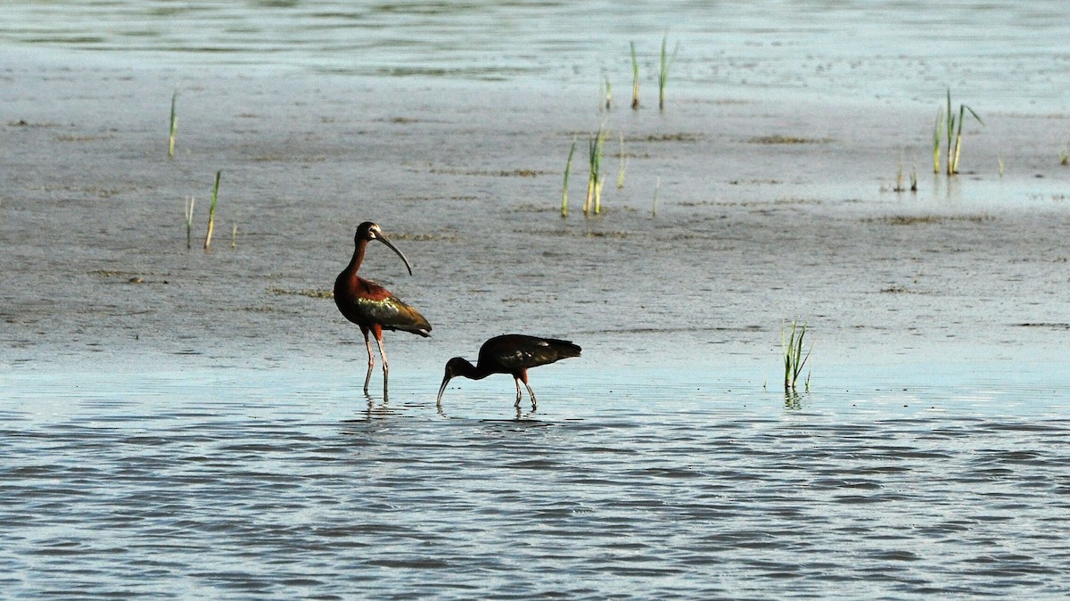 White-faced Ibis - ML61571571