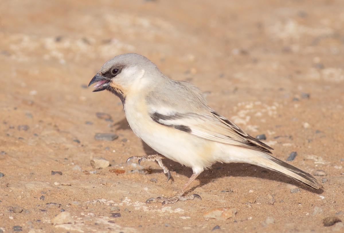 Desert Sparrow - ML615715718