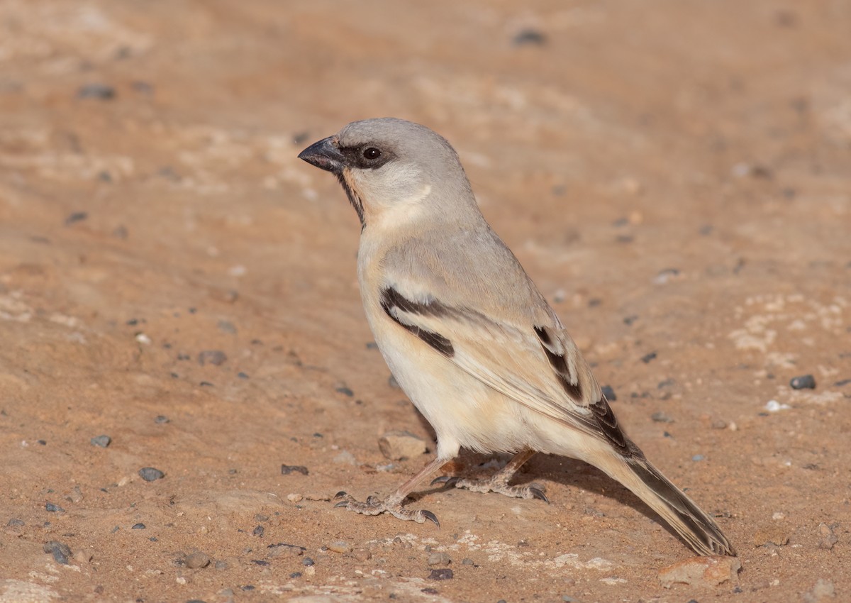 Desert Sparrow - ML615715719