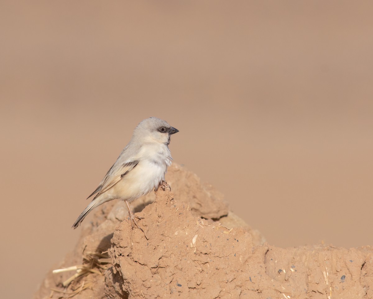 Desert Sparrow - ML615715720