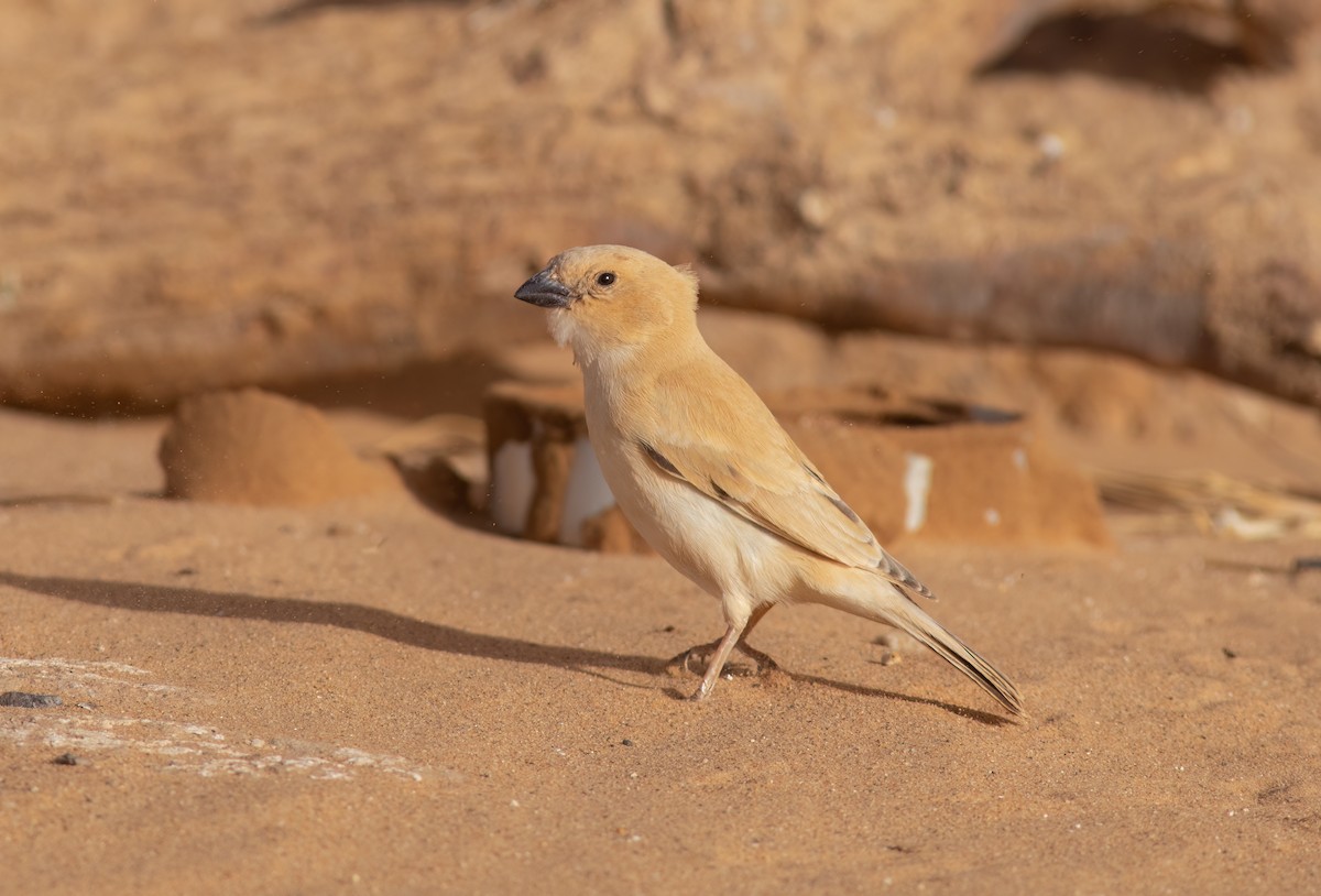 Desert Sparrow - ML615715721