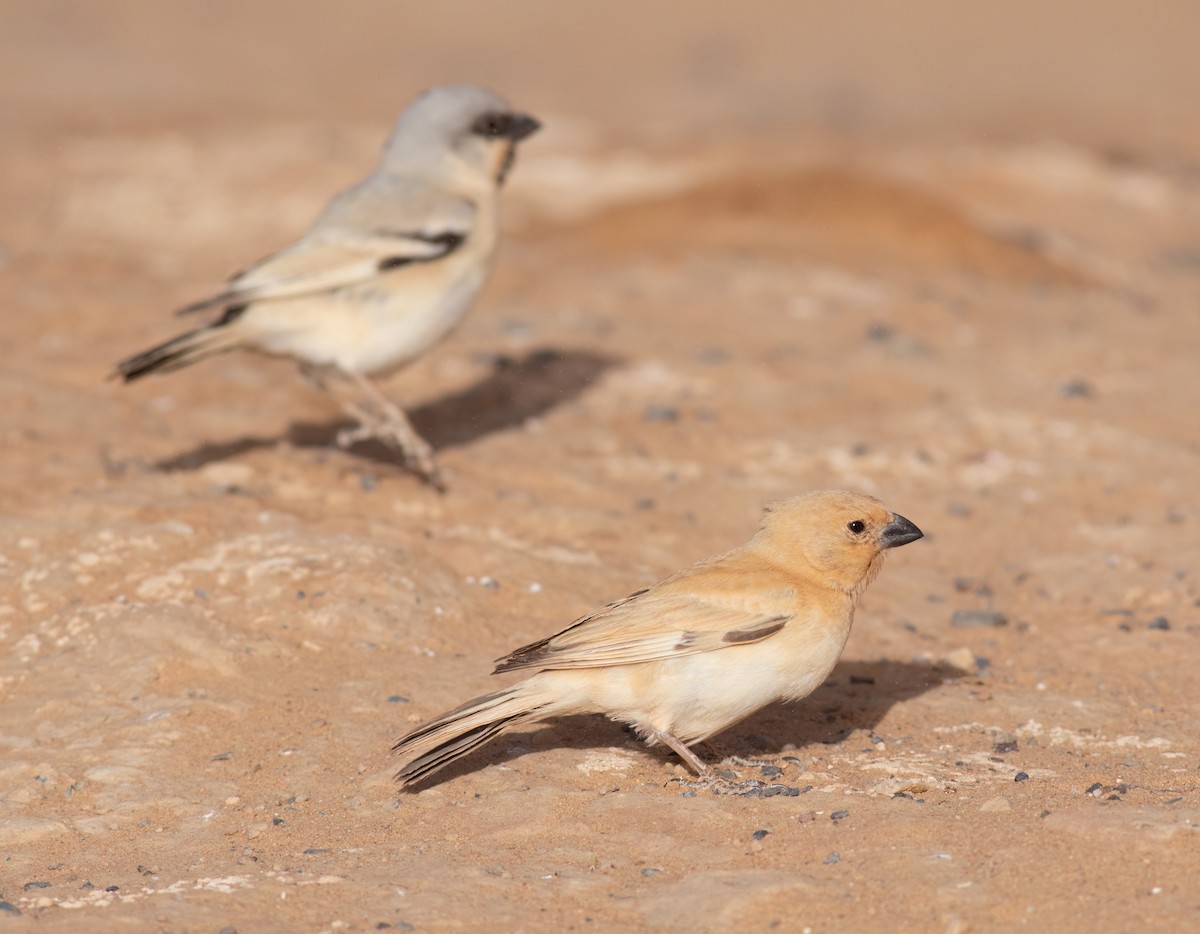 Desert Sparrow - ML615715722