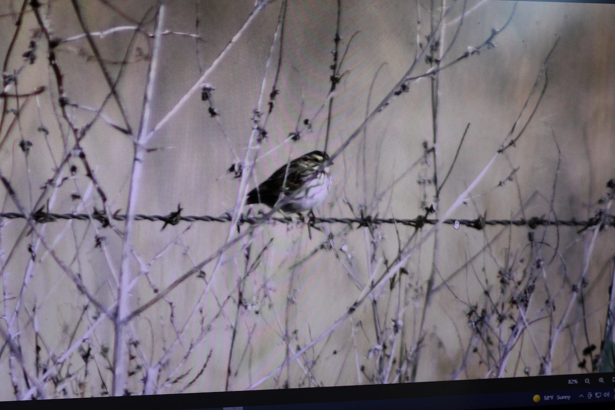 Savannah Sparrow - ML615715733