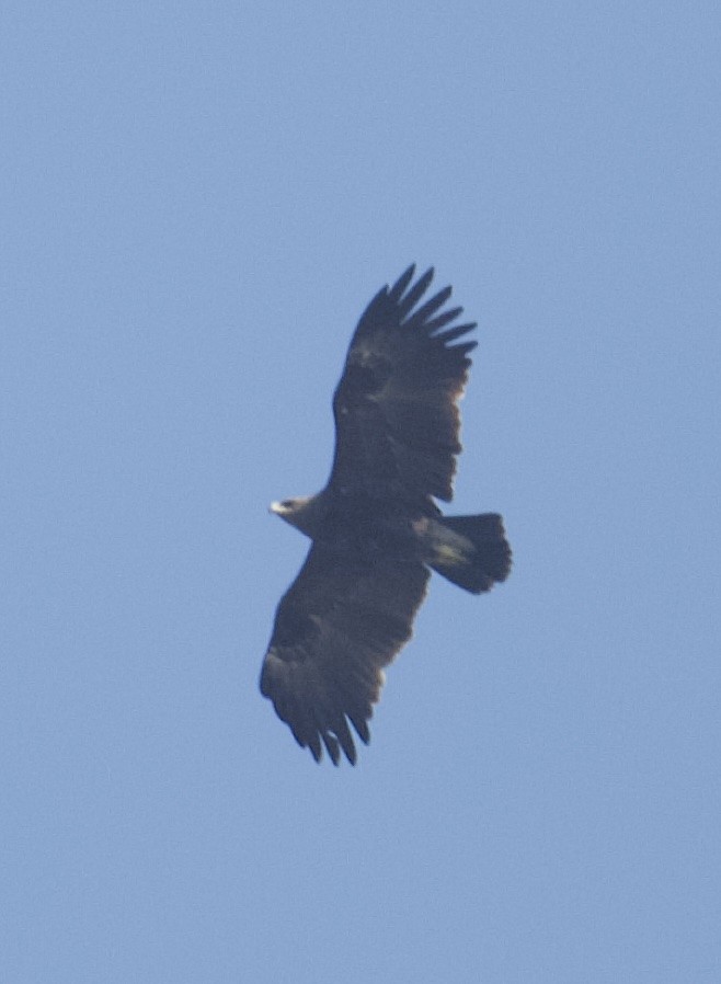 Greater Spotted Eagle - ML615715758