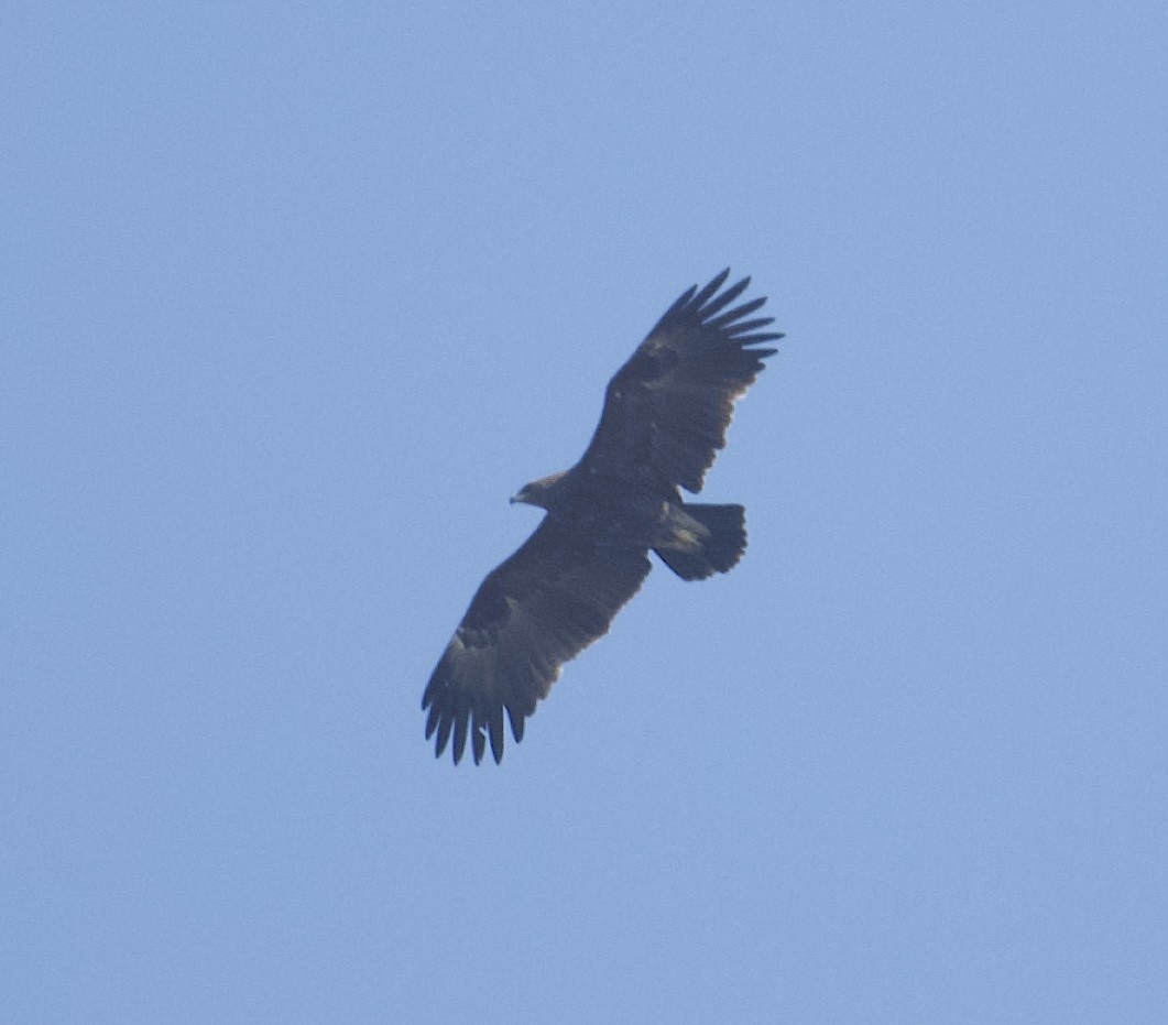 Greater Spotted Eagle - ML615715759