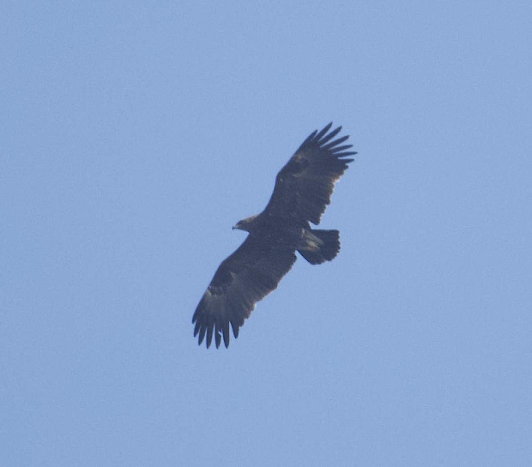 Águila Moteada - ML615715759