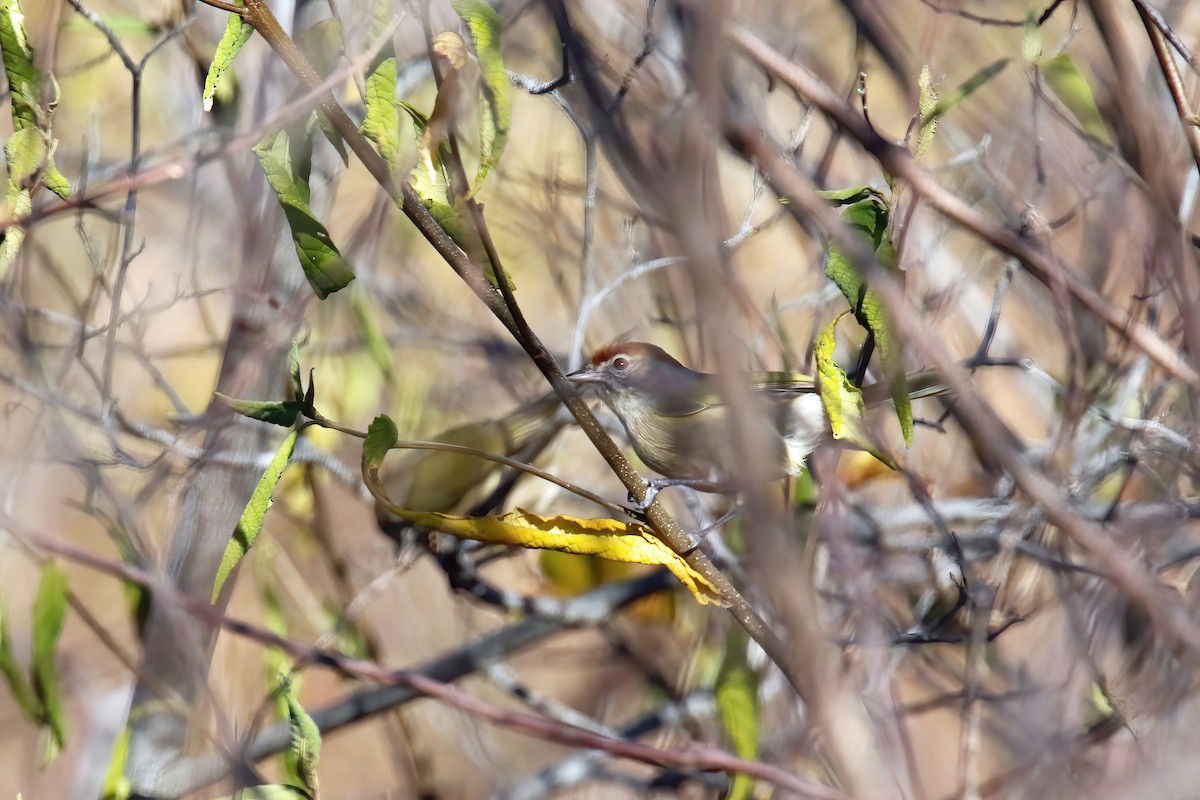 Gray-eyed Greenlet - David Lang