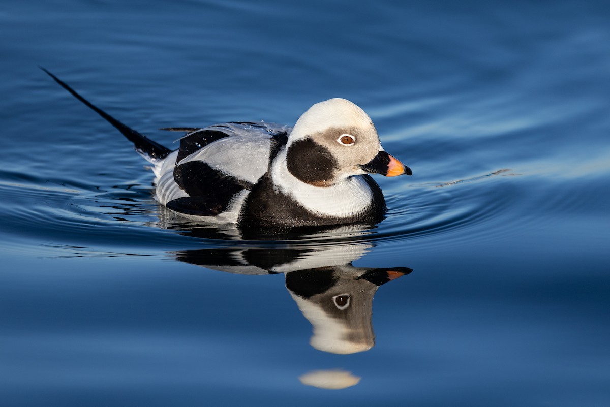 Long-tailed Duck - ML615715917