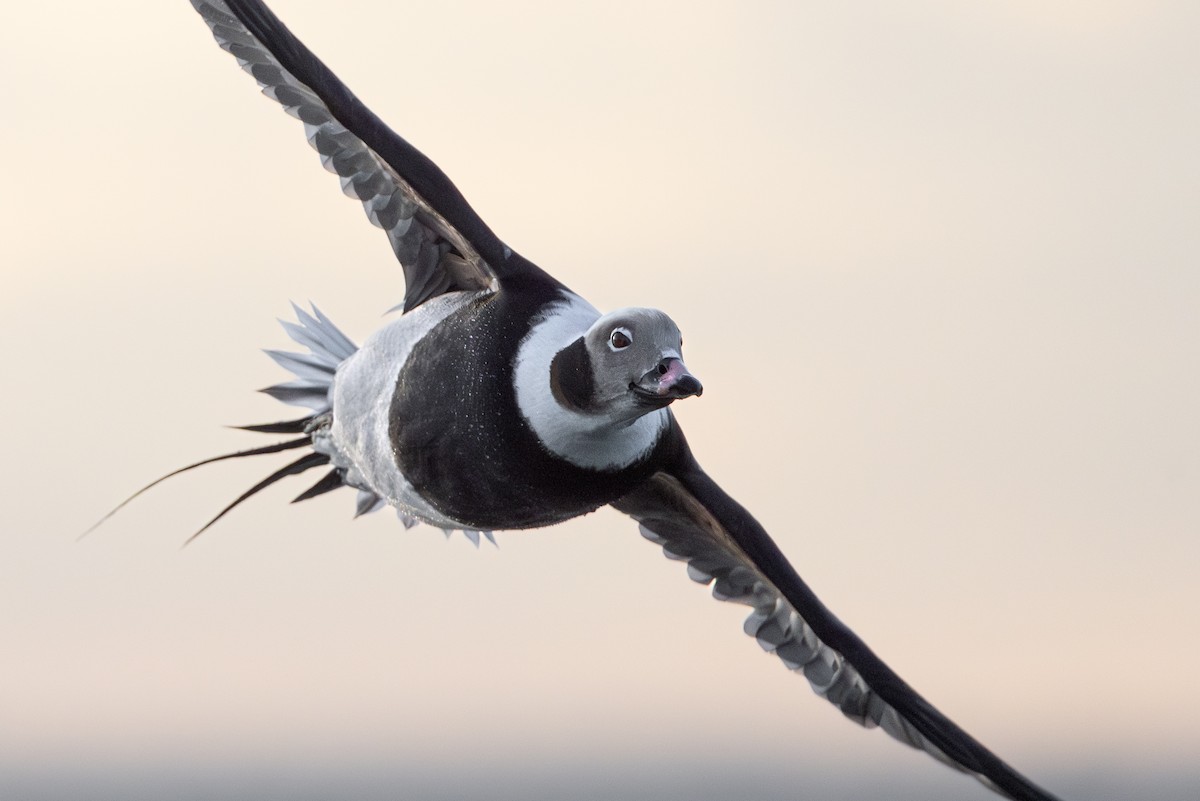 Long-tailed Duck - ML615715918