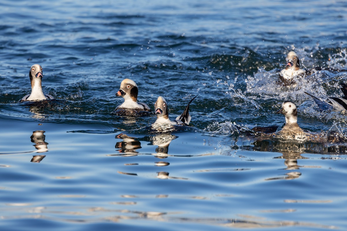 Long-tailed Duck - ML615715919