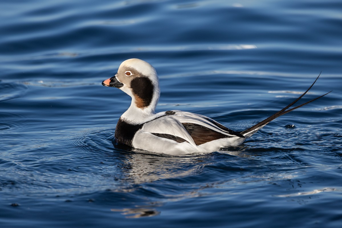 Long-tailed Duck - ML615715920