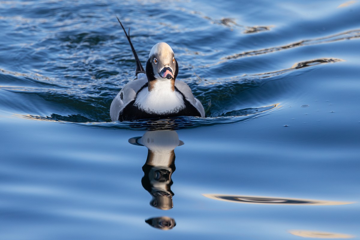 Long-tailed Duck - Marcin Dyduch