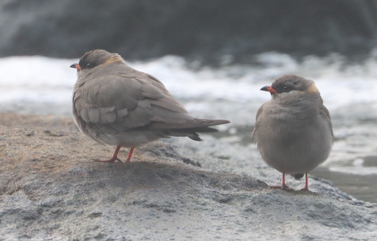 Rock Pratincole - ML615715933