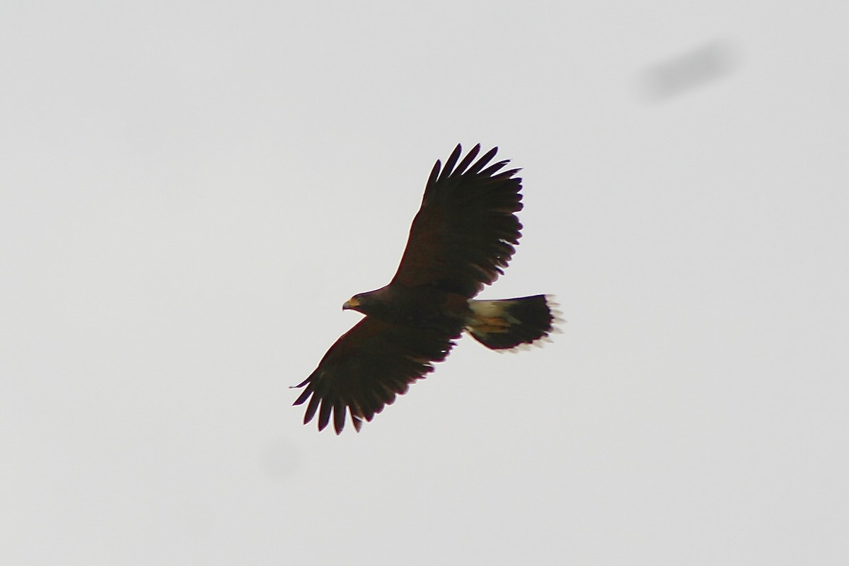 Harris's Hawk - ML615715934