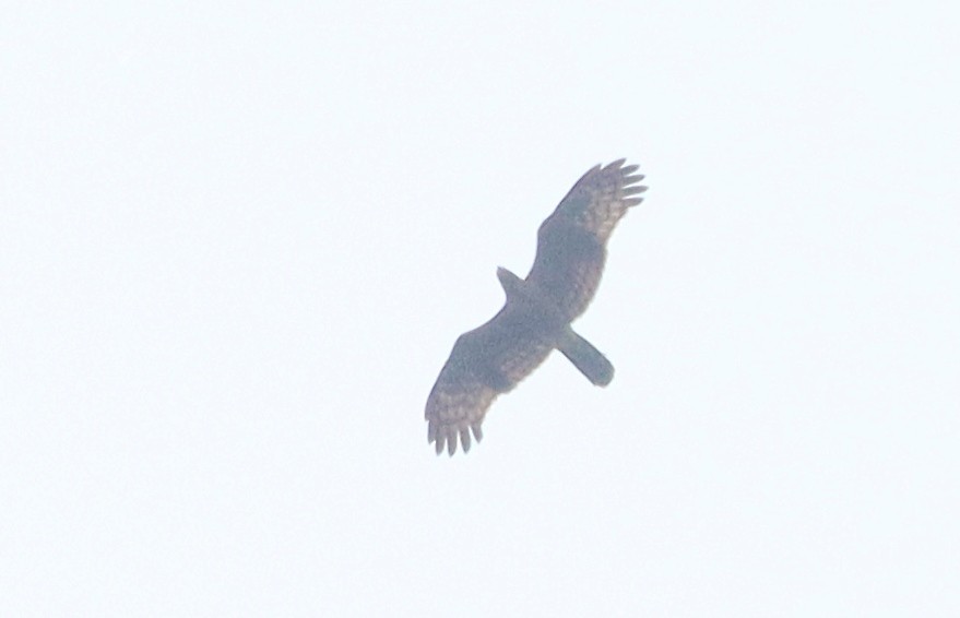 European Honey-buzzard - ML615715944