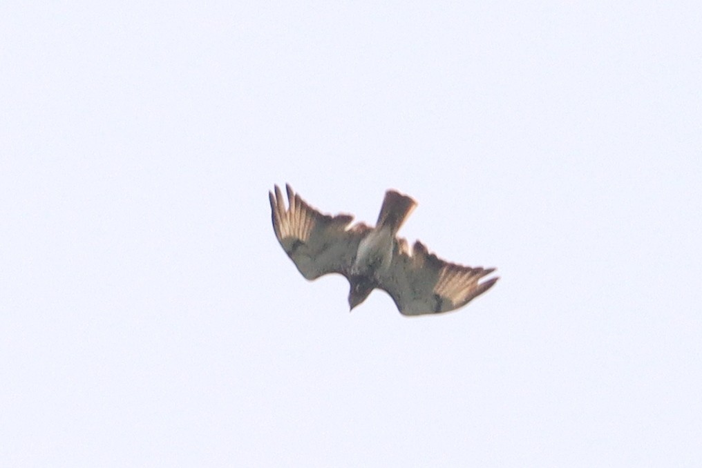 Red-necked Buzzard - ML615715949