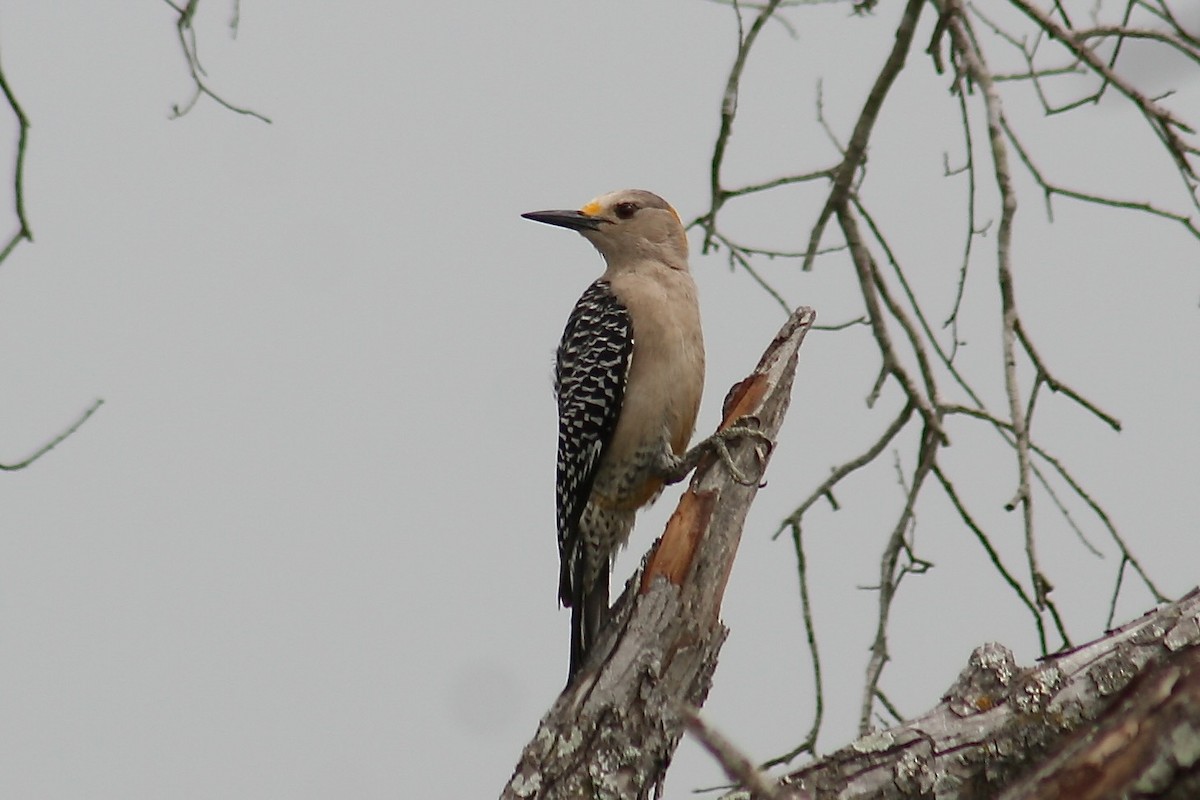 Golden-fronted Woodpecker - Eric DeFonso 🦑