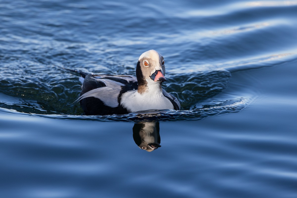 Long-tailed Duck - Marcin Dyduch