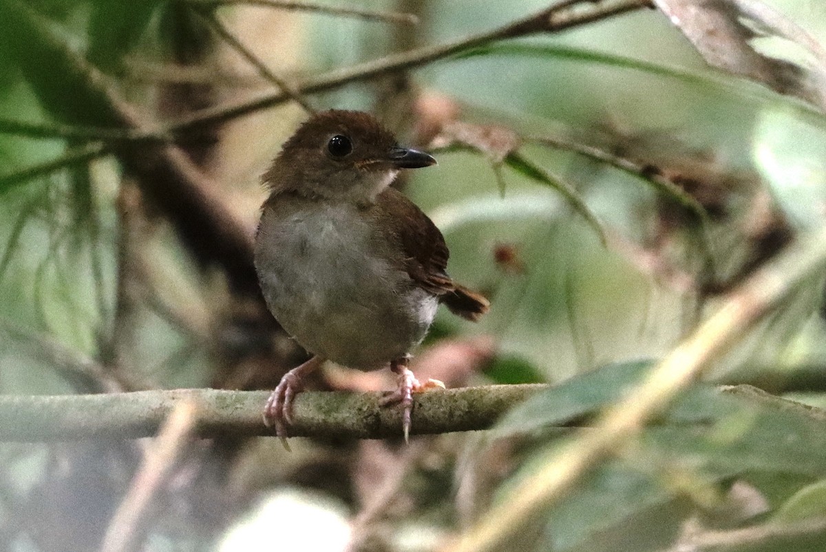 Rufous-winged Illadopsis - ML615715985