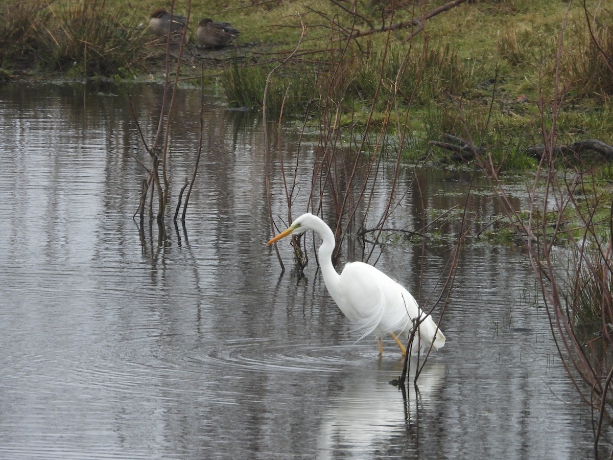 Great Egret - Lindsay Rowe