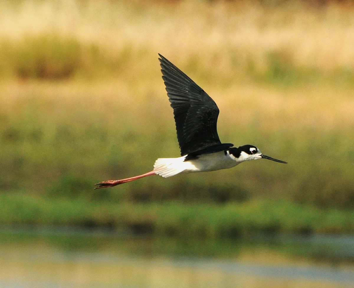Black-necked Stilt (Black-necked) - ML61571601