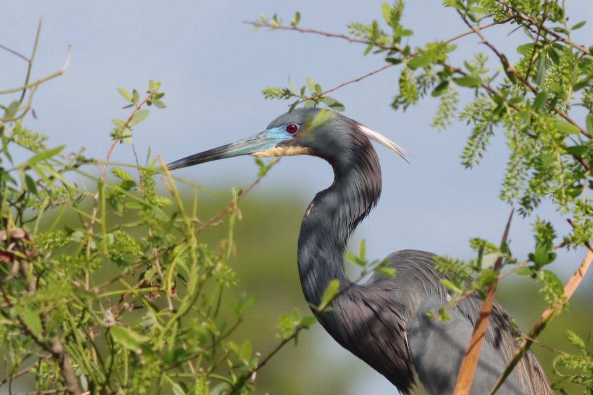 Tricolored Heron - ML615716142