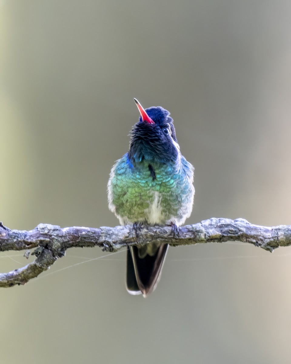 Colibrí Orejiblanco - ML615716154