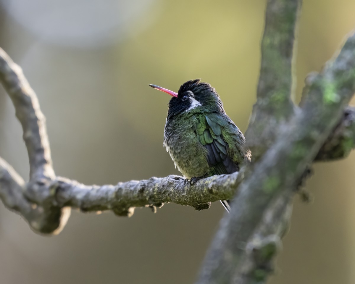 kolibřík bělouchý - ML615716155