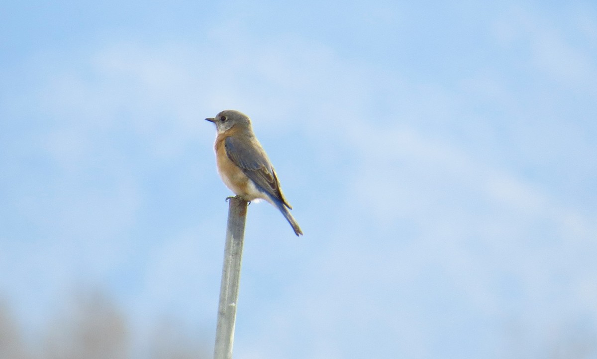 Eastern Bluebird - ML615716195