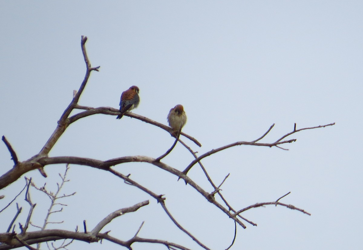 American Kestrel - ML615716204