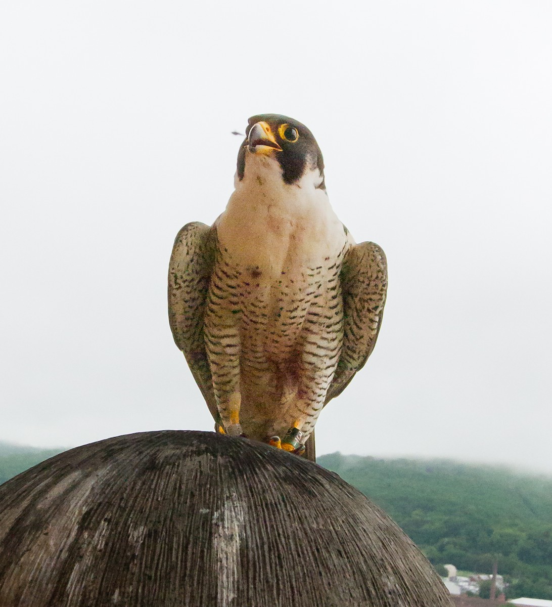 Peregrine Falcon - Ed Norman