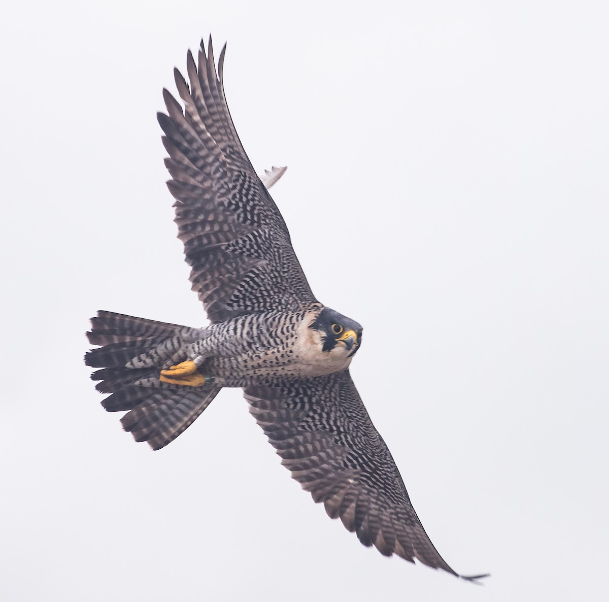 Peregrine Falcon - ML615716219