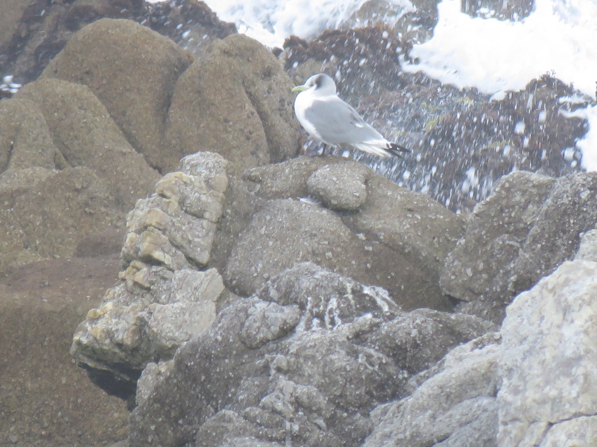 Black-legged Kittiwake - Gary Dial