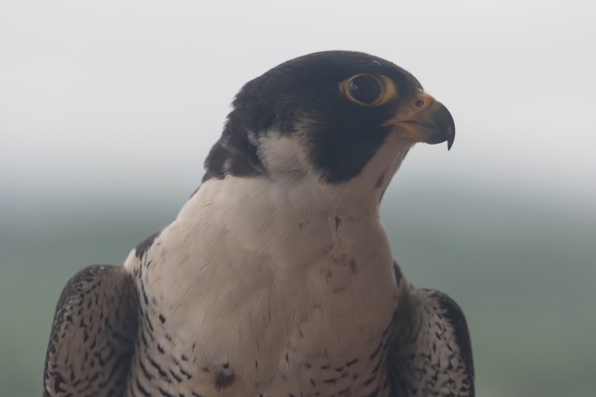 Peregrine Falcon - ML615716225