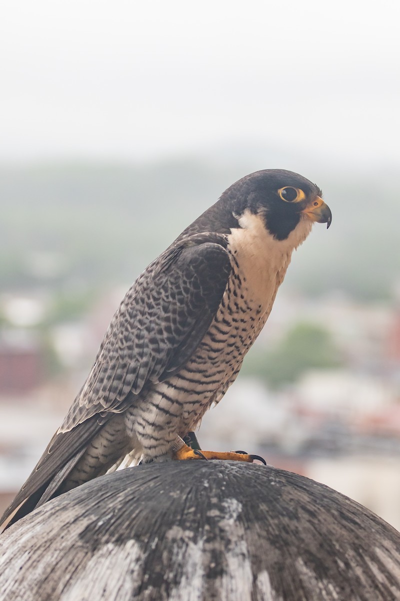 Peregrine Falcon - ML615716228