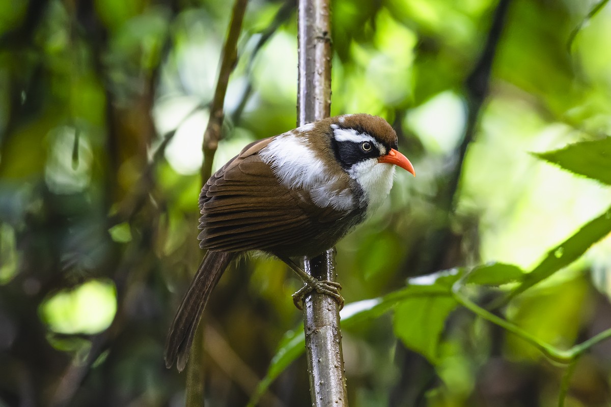 Brown-crowned Scimitar-Babbler (albogularis Group) - ML615716286