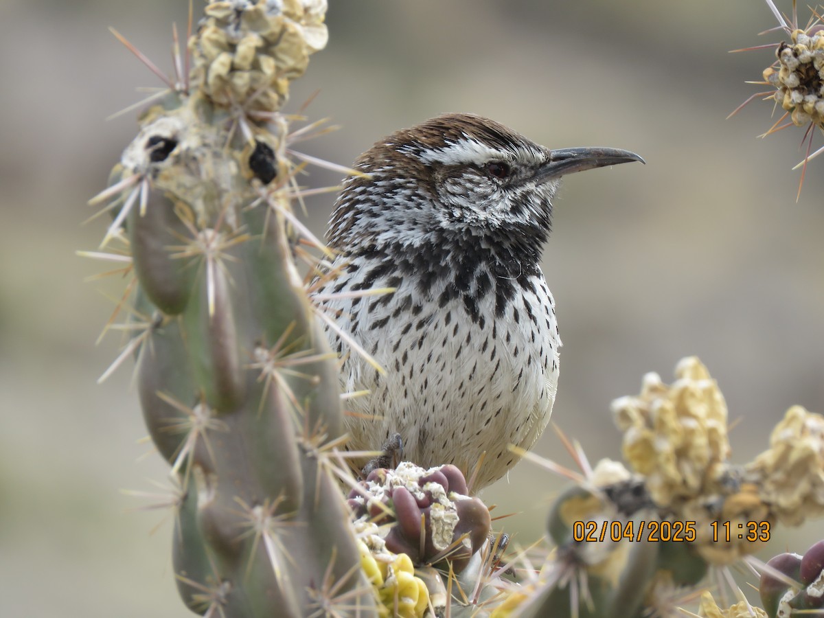 Cactus Wren - ML615716400