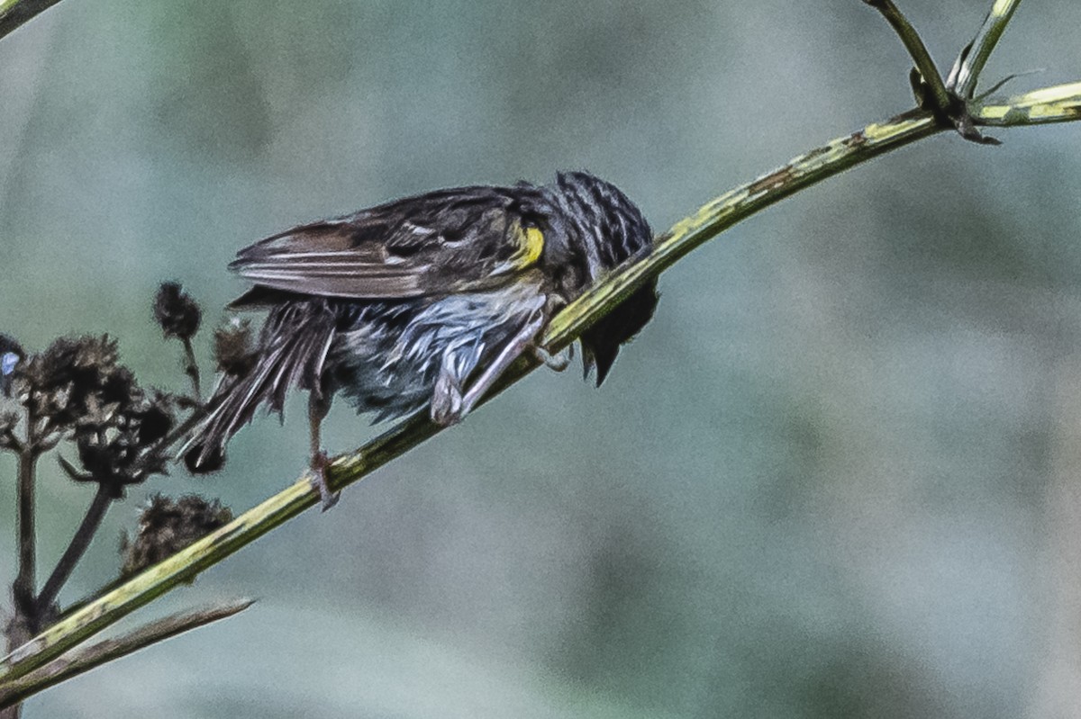 Grassland Sparrow - ML615716463