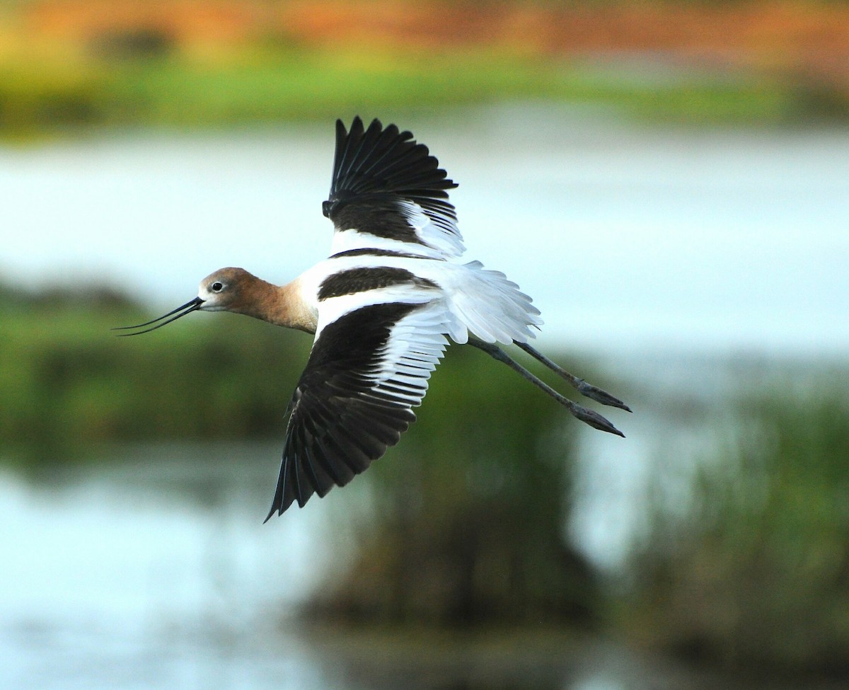 American Avocet - ML61571651