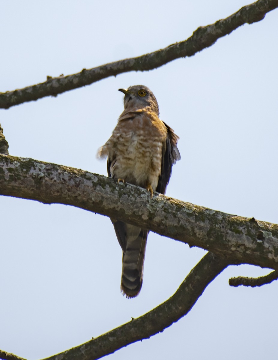 Common Hawk-Cuckoo - ML615716630