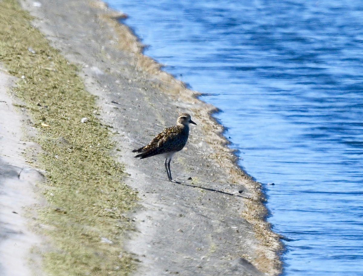 Pacific Golden-Plover - ML615716691