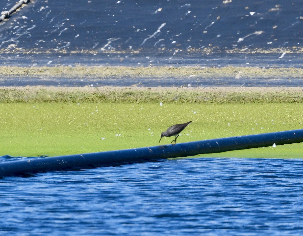 Wandering Tattler - ML615716706